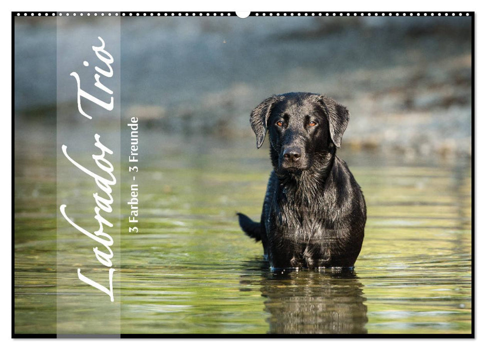 Labrador Trio - 3 Farben, 3 Freunde (CALVENDO Wandkalender 2025)