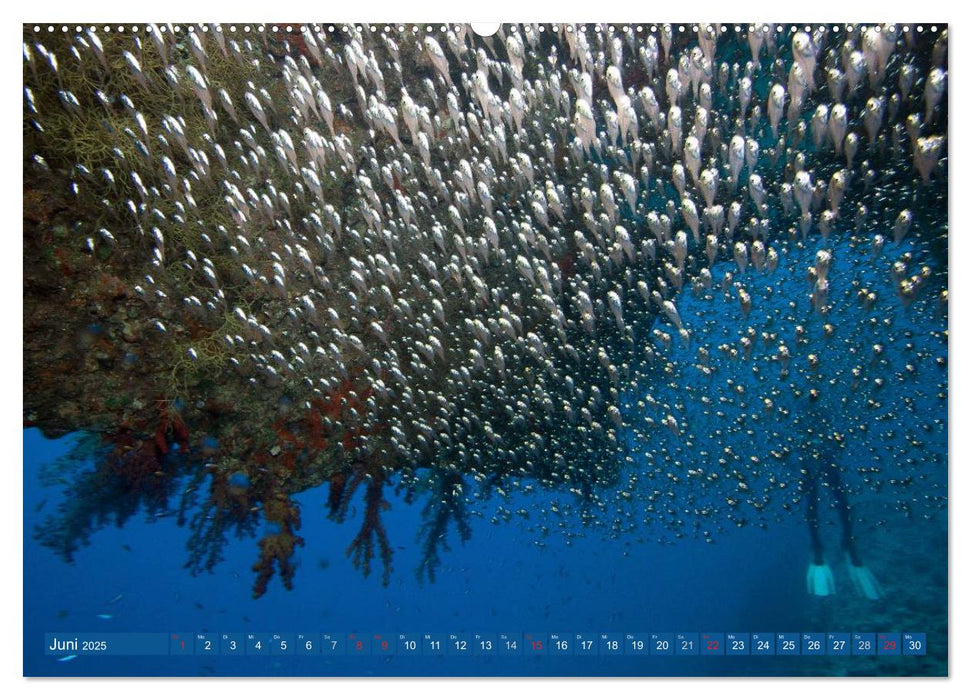 Sven Gruse taucht ab! Fische kalt erwischt (CALVENDO Premium Wandkalender 2025)