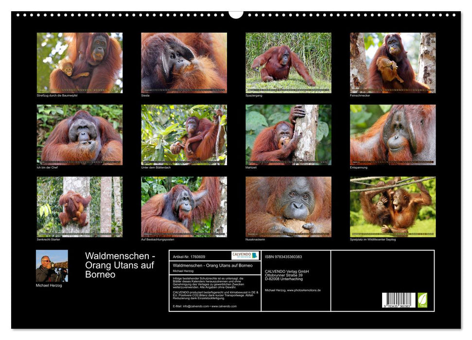 Waldmenschen - Orang Utans auf Borneo (CALVENDO Wandkalender 2025)