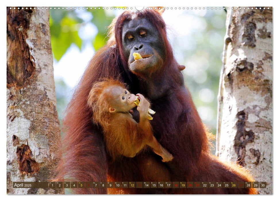 Waldmenschen - Orang Utans auf Borneo (CALVENDO Wandkalender 2025)