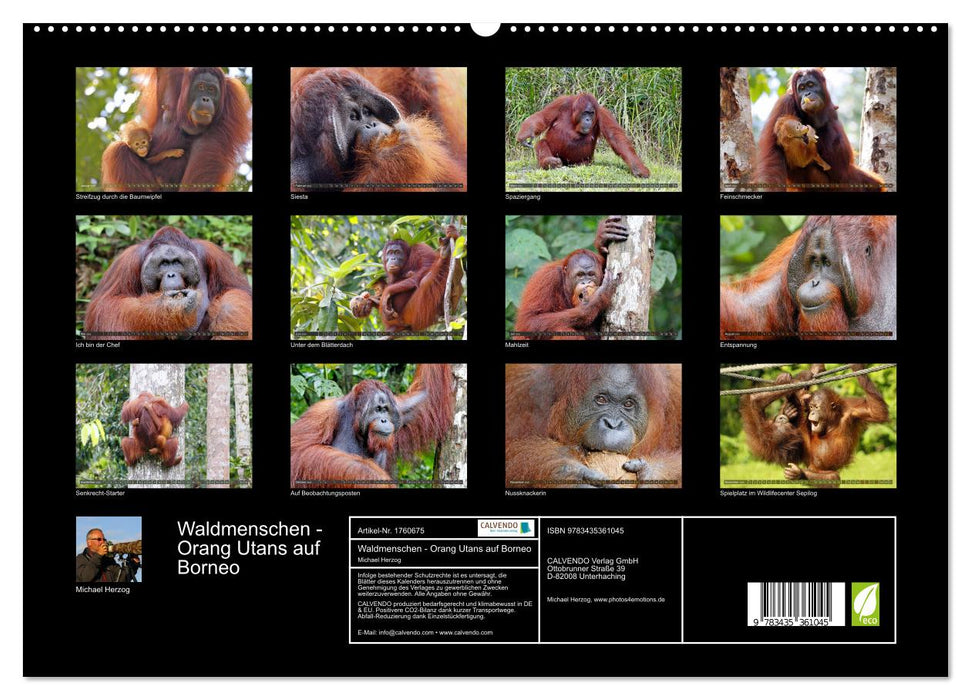 Waldmenschen - Orang Utans auf Borneo (CALVENDO Premium Wandkalender 2025)