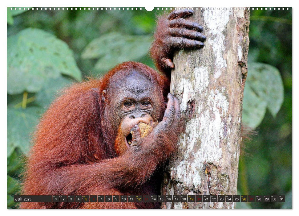 Waldmenschen - Orang Utans auf Borneo (CALVENDO Premium Wandkalender 2025)