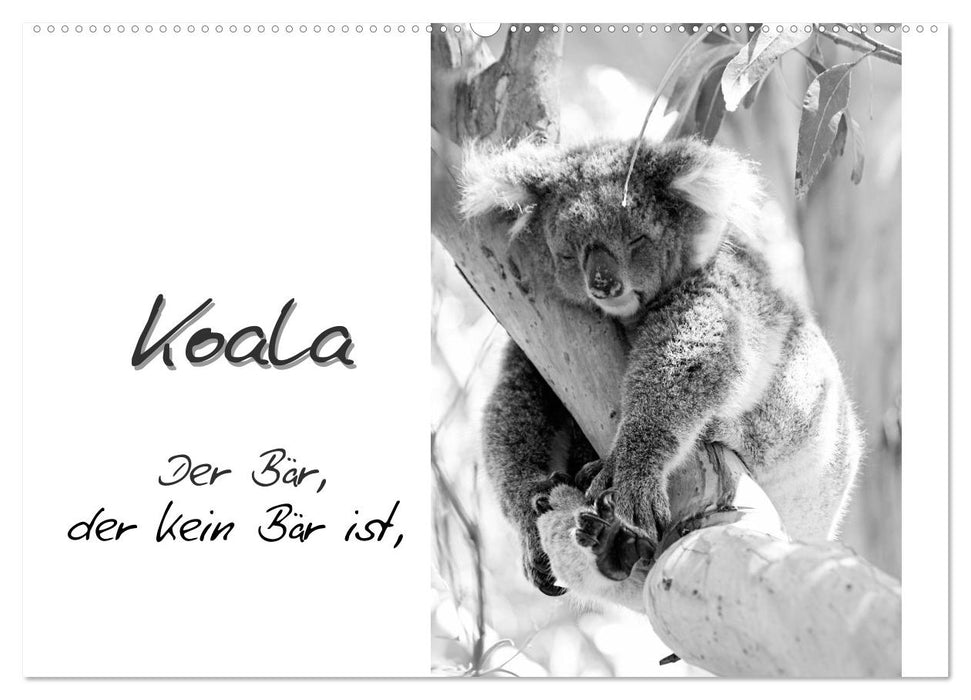 Koala Ein Bär, der kein Bär ist (CALVENDO Wandkalender 2025)