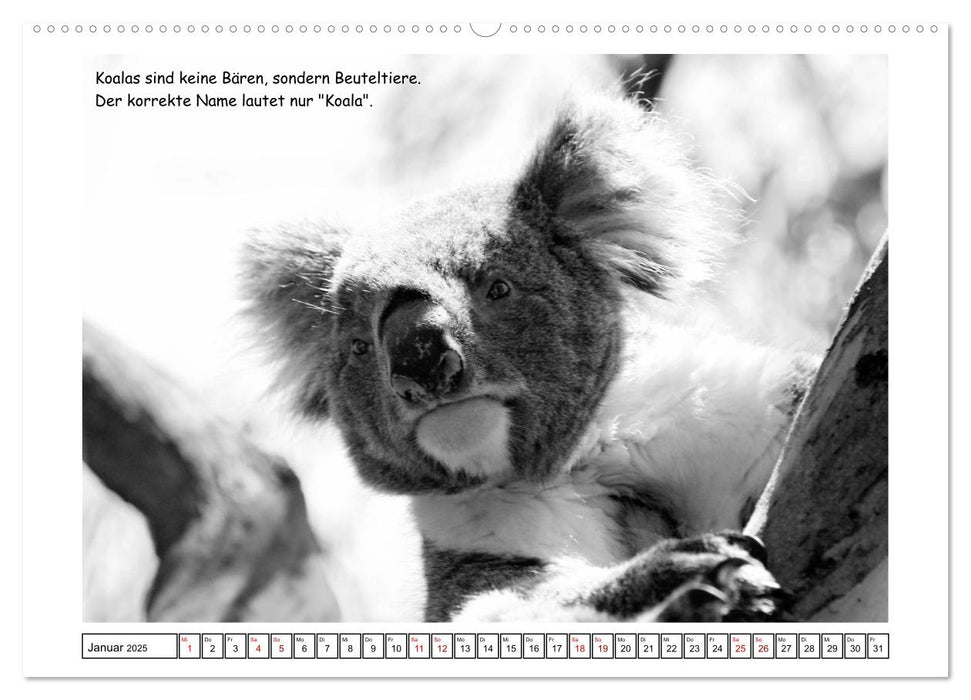 Koala Ein Bär, der kein Bär ist (CALVENDO Wandkalender 2025)