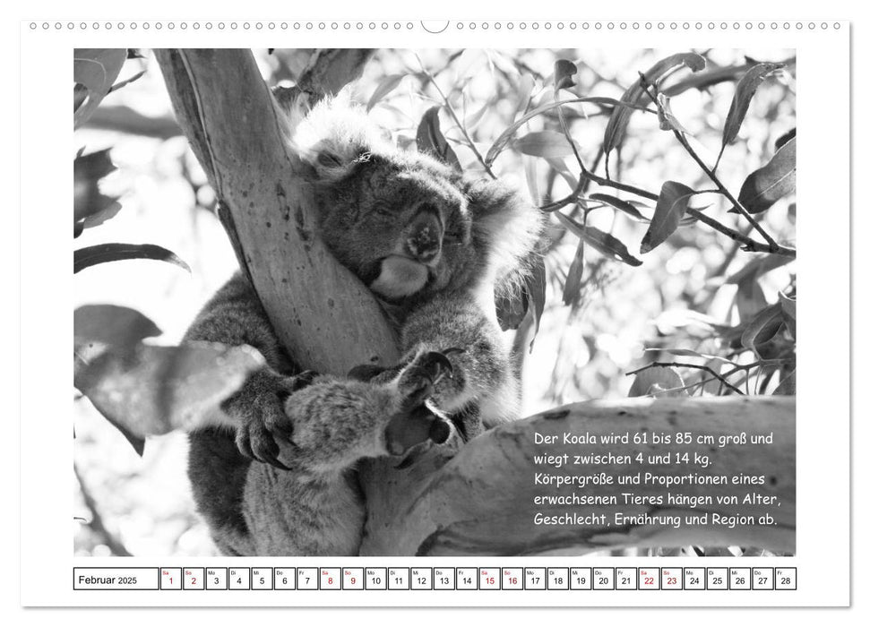 Koala Ein Bär, der kein Bär ist (CALVENDO Wandkalender 2025)