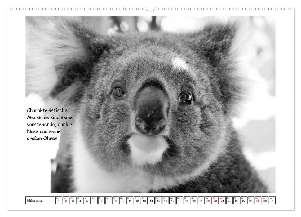 Koala Ein Bär, der kein Bär ist (CALVENDO Wandkalender 2025)