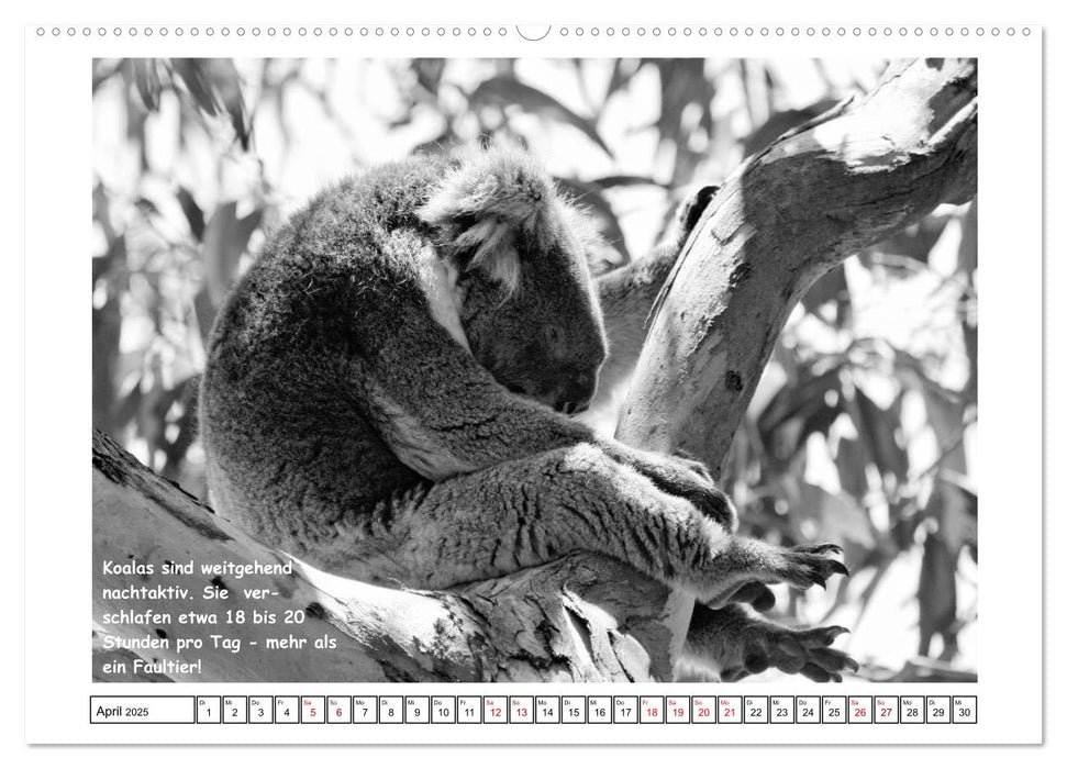 Koala Ein Bär, der kein Bär ist (CALVENDO Wandkalender 2025)