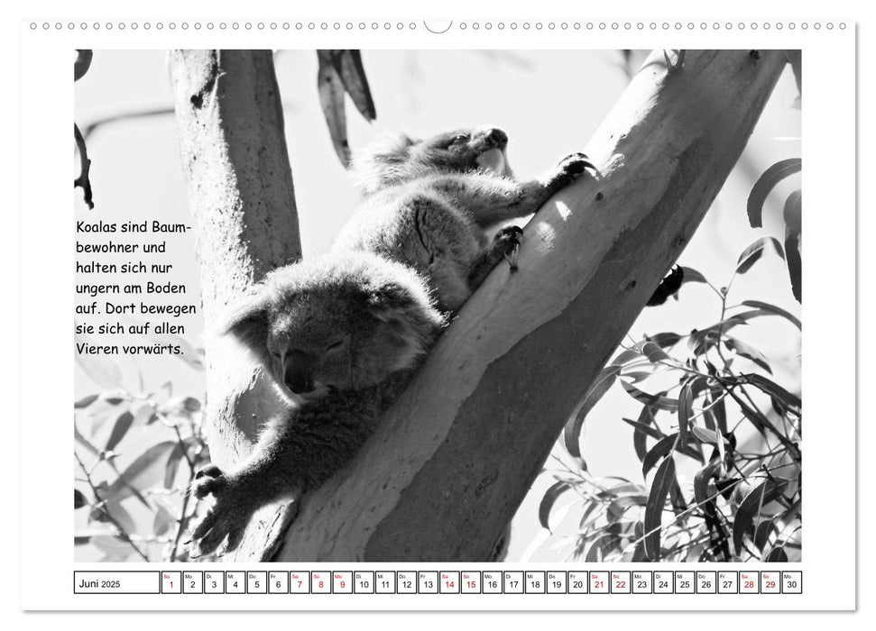 Koala Ein Bär, der kein Bär ist (CALVENDO Wandkalender 2025)