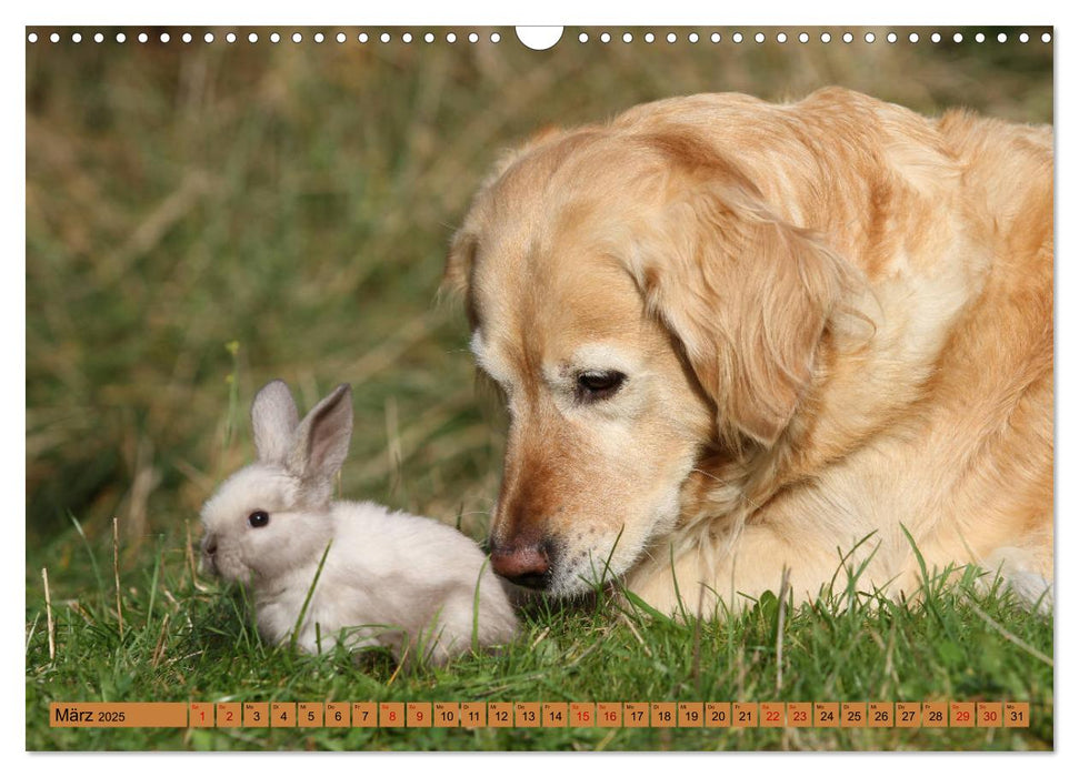 Tierkinder klein und süß (CALVENDO Wandkalender 2025)