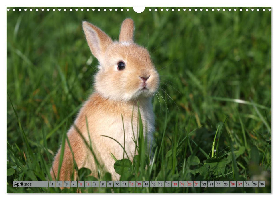 Tierkinder klein und süß (CALVENDO Wandkalender 2025)