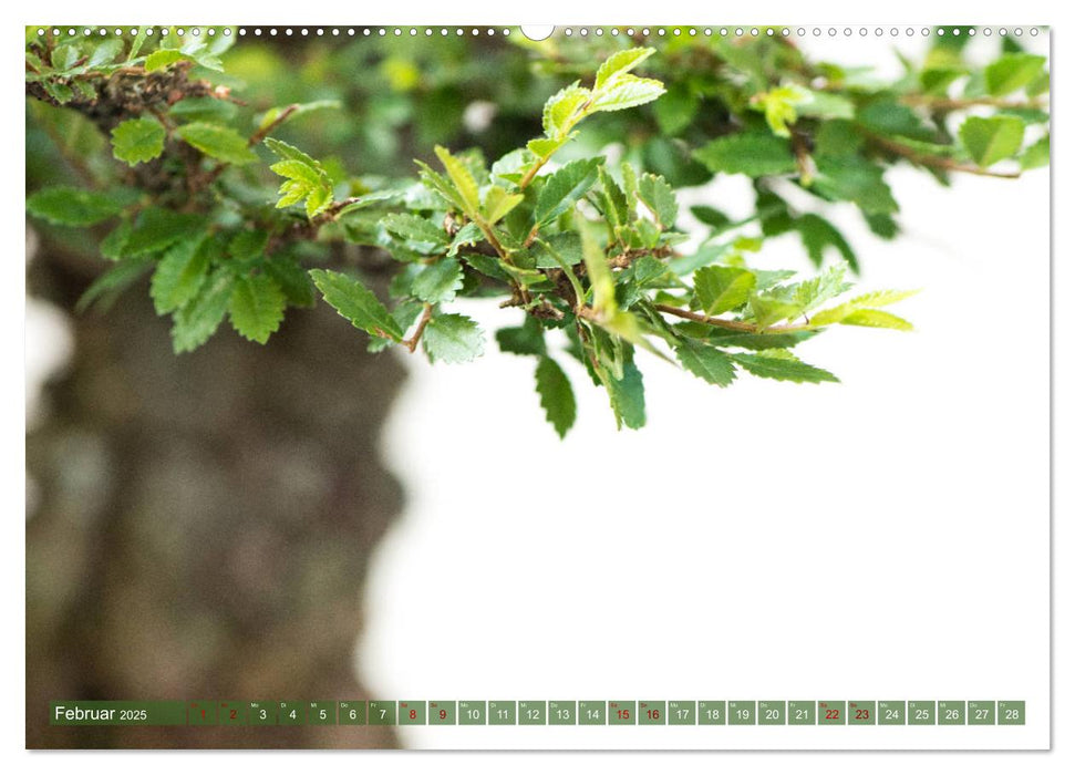 Bonsai ganz nah (CALVENDO Premium Wandkalender 2025)