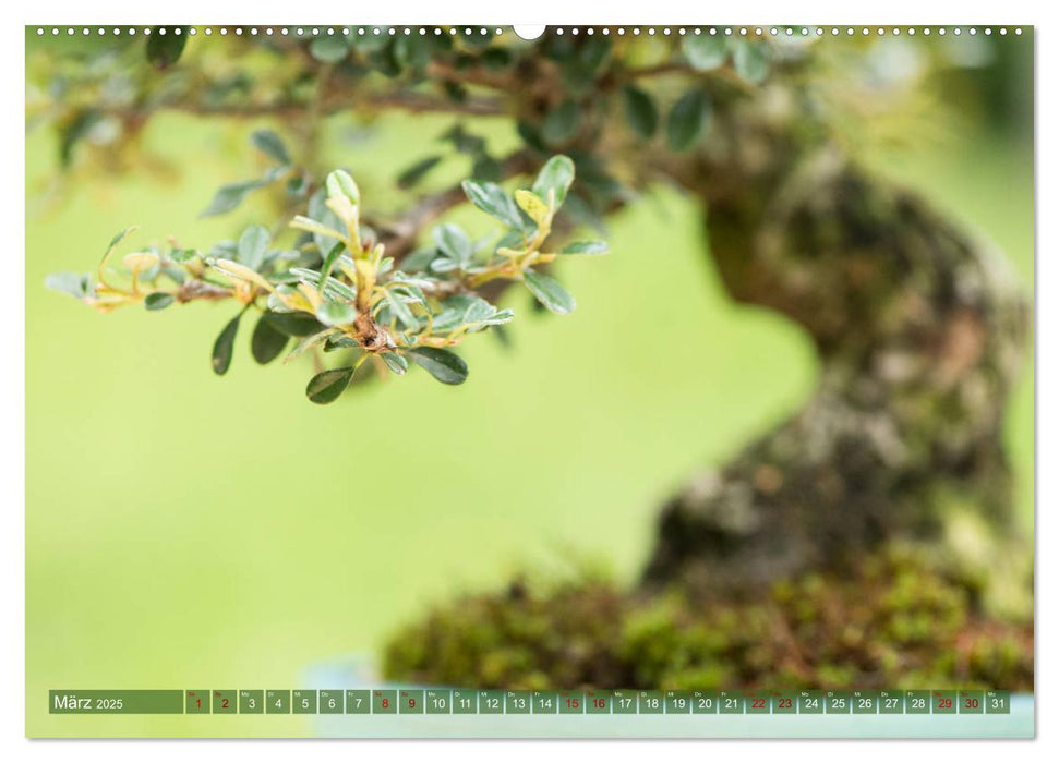 Bonsai ganz nah (CALVENDO Premium Wandkalender 2025)