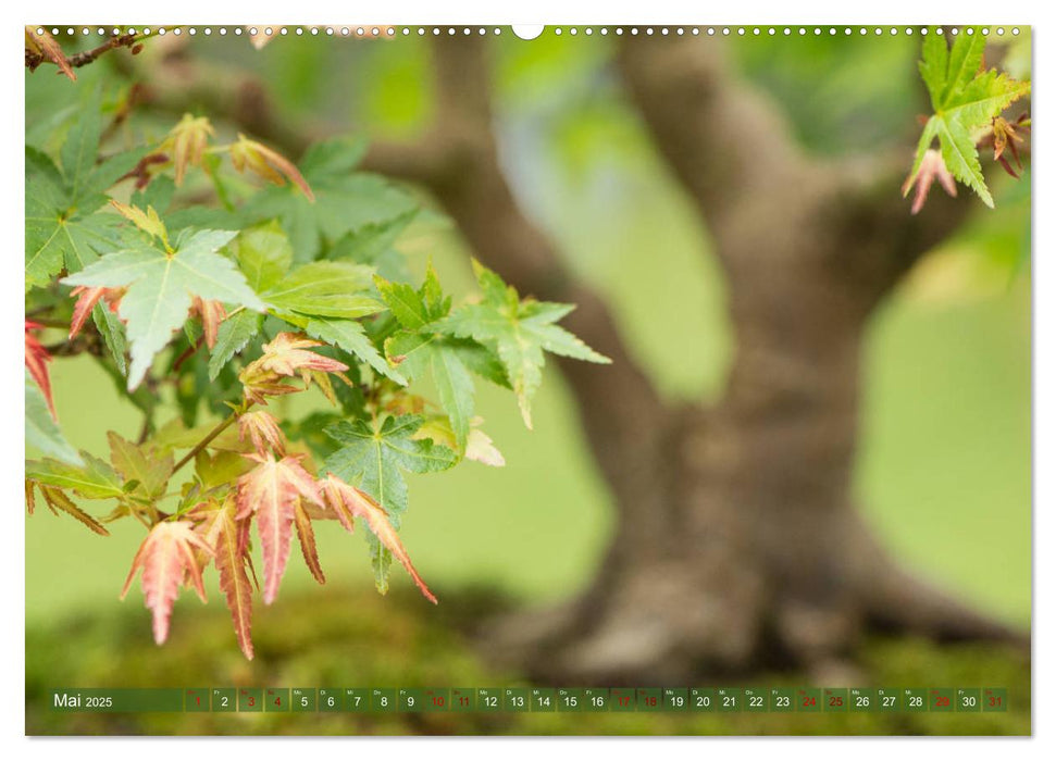 Bonsai ganz nah (CALVENDO Premium Wandkalender 2025)