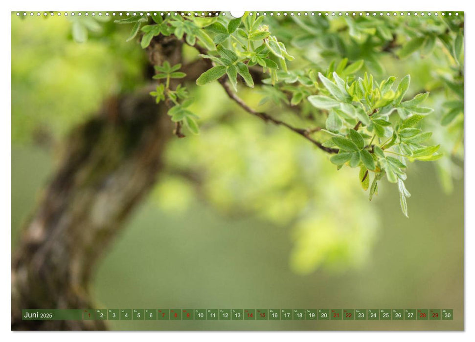 Bonsai ganz nah (CALVENDO Premium Wandkalender 2025)