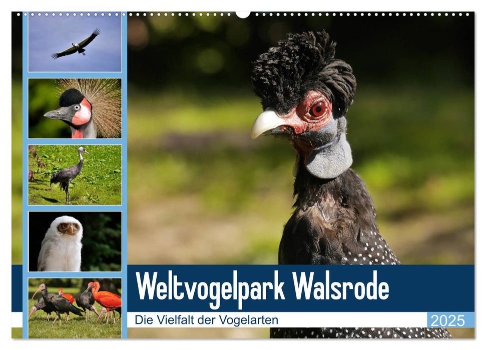 Weltvogelpark Walsrode - Die Vielfalt der Vogelarten (CALVENDO Wandkalender 2025)