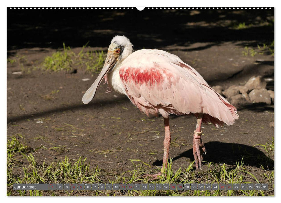 Weltvogelpark Walsrode - Die Vielfalt der Vogelarten (CALVENDO Wandkalender 2025)