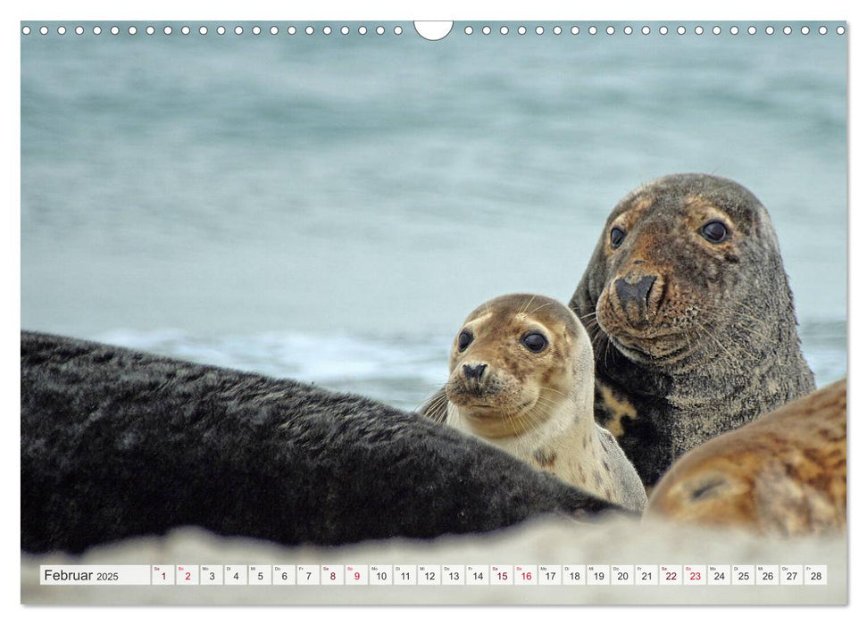 Guck mal ... Robben im Wattenmeer (CALVENDO Wandkalender 2025)