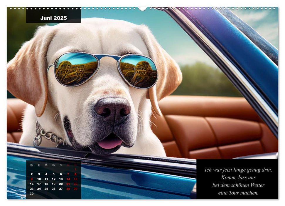 Der witzige Labrador-Kalender (CALVENDO Premium Wandkalender 2025)