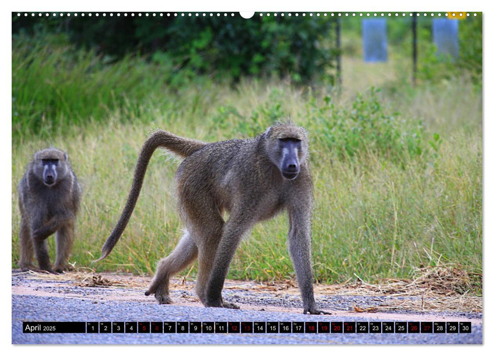 Botswana - ungezähmte Natur (CALVENDO Premium Wandkalender 2025)