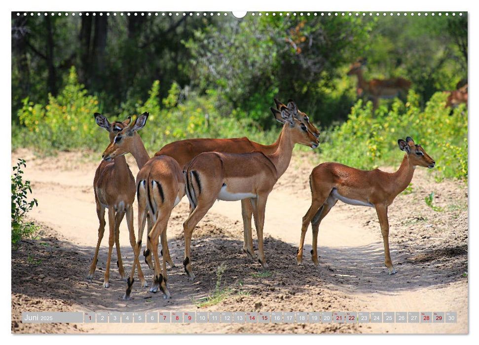 Botswana - ungezähmte Natur (CALVENDO Premium Wandkalender 2025)