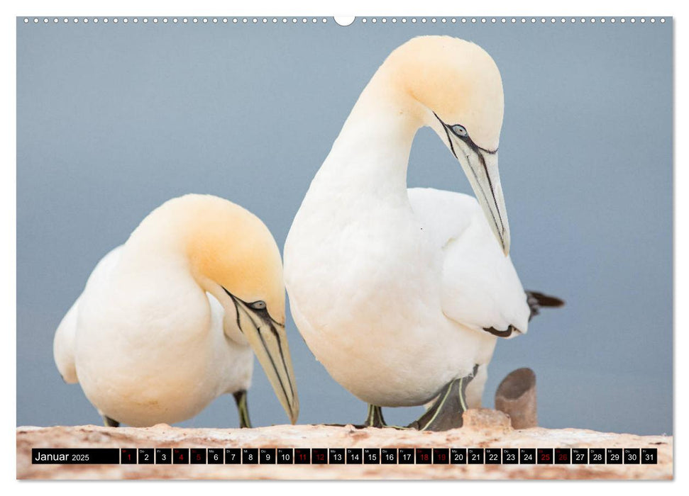 Basstölpel - Helgolands tollkühne Taucher (CALVENDO Premium Wandkalender 2025)