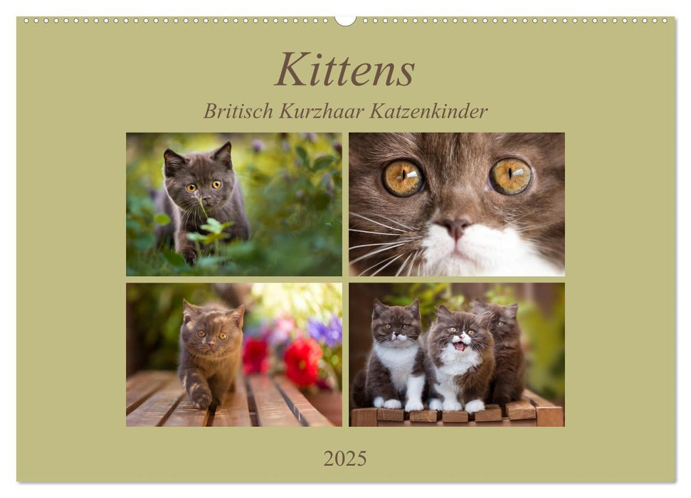 Kittens - Britisch Kurzhaar Katzenkinder (CALVENDO Wandkalender 2025)