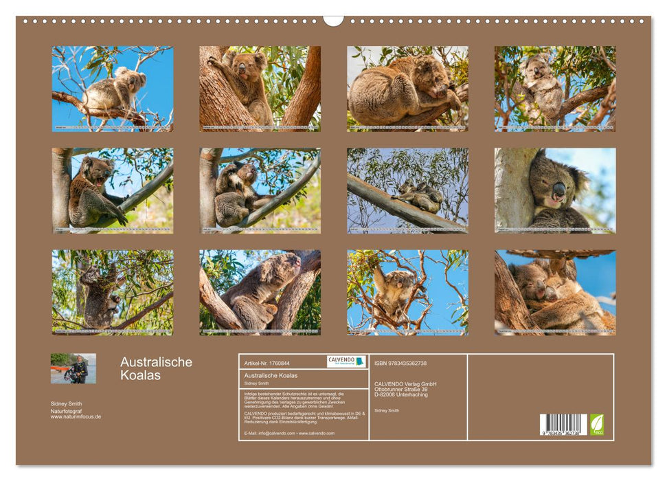 Australische Koalas (CALVENDO Wandkalender 2025)