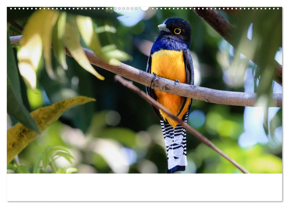 Costa Rica 2025 Exotische Vogelwelt (CALVENDO Premium Wandkalender 2025)