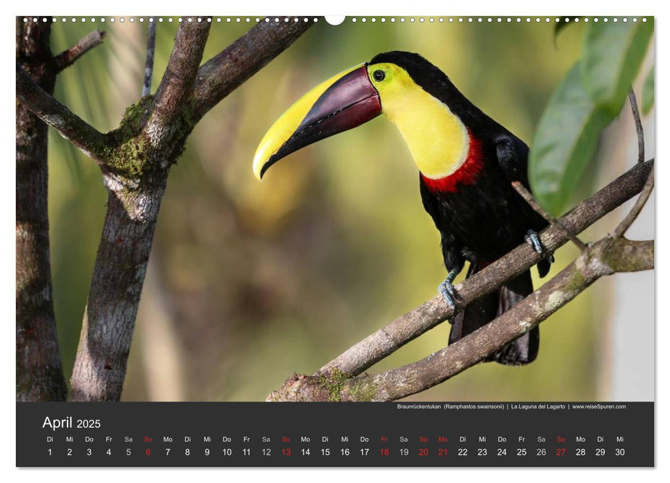 Costa Rica 2025 Exotische Vogelwelt (CALVENDO Premium Wandkalender 2025)