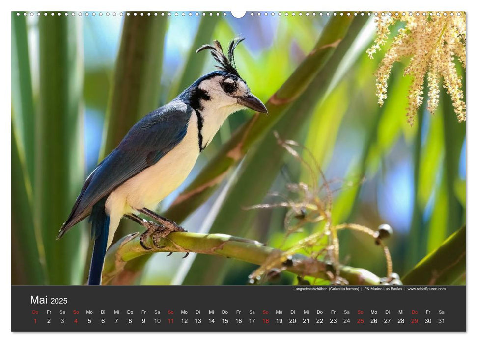 Costa Rica 2025 Exotische Vogelwelt (CALVENDO Premium Wandkalender 2025)