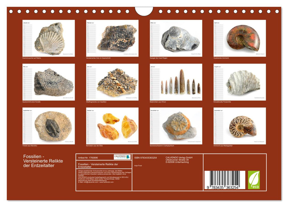 Fossilien - Versteinerte Relikte der Erdzeitalter (CALVENDO Wandkalender 2025)