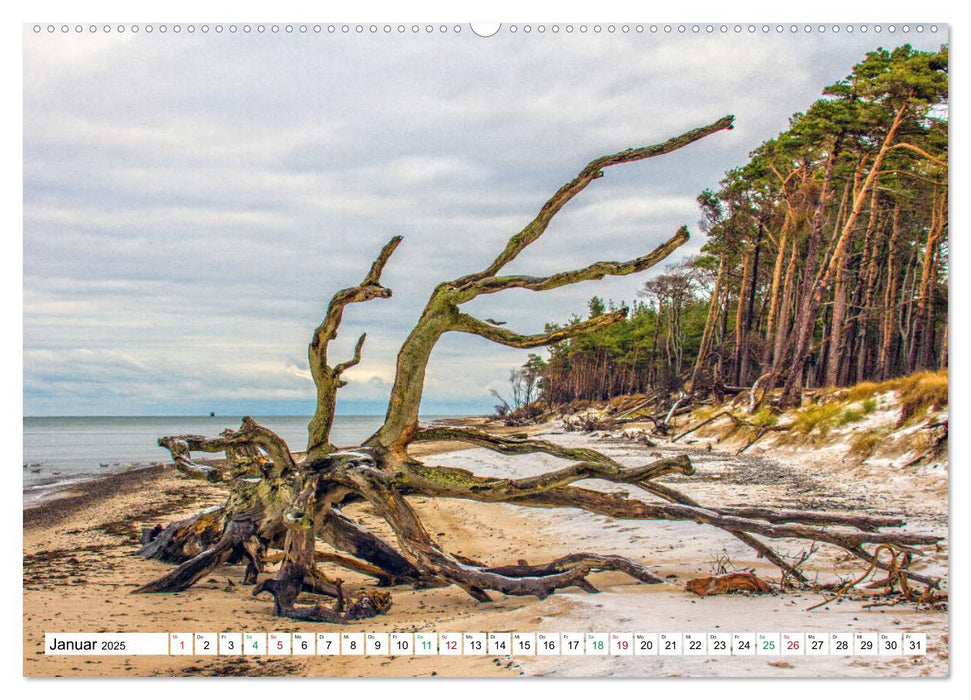 Darßer Weststrand - Fischland Darß Zingst (CALVENDO Premium Wandkalender 2025)