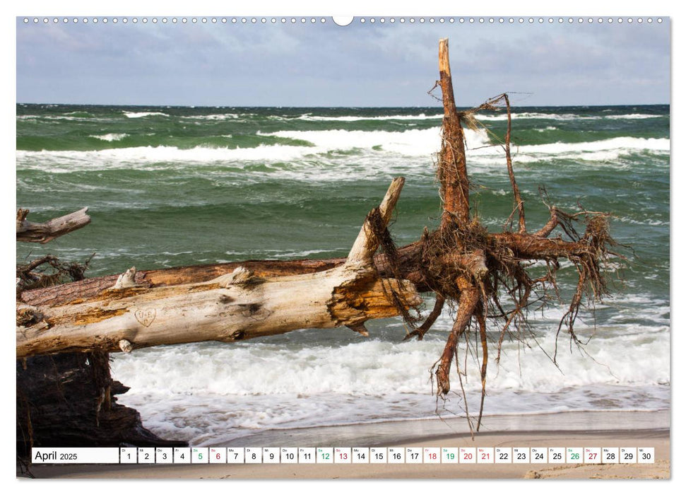 Darßer Weststrand - Fischland Darß Zingst (CALVENDO Premium Wandkalender 2025)