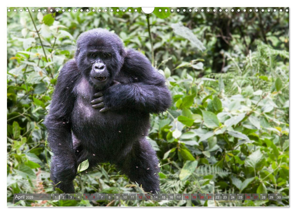 Gorillas ohne Nebel (CALVENDO Wandkalender 2025)