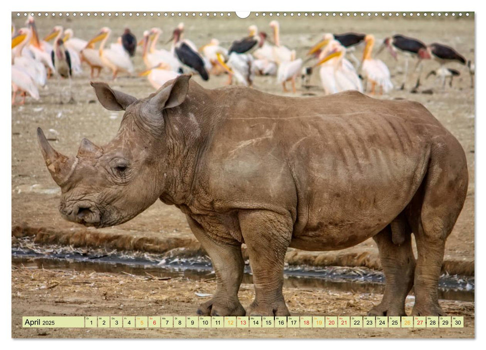 Bedrohte Tierart - Nashorn (CALVENDO Premium Wandkalender 2025)