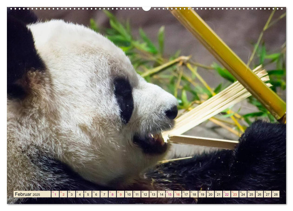 Niedlicher Panda (CALVENDO Premium Wandkalender 2025)