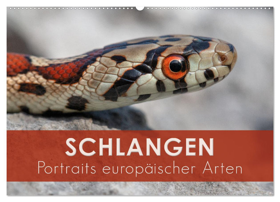 Schlangen - Portraits europäischer Arten (CALVENDO Wandkalender 2025)