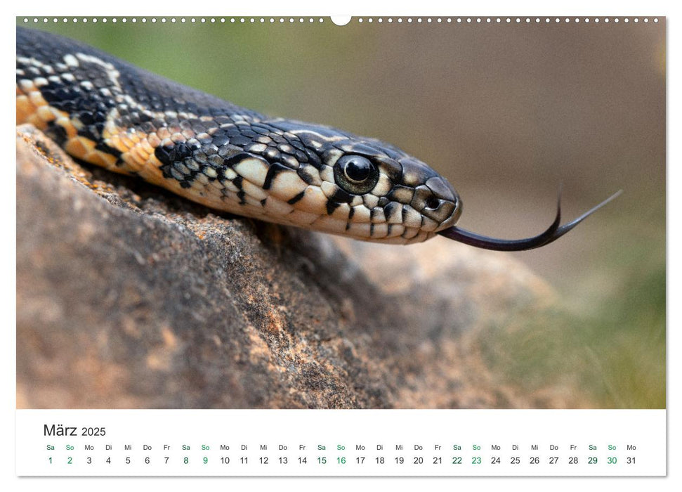 Schlangen - Portraits europäischer Arten (CALVENDO Wandkalender 2025)