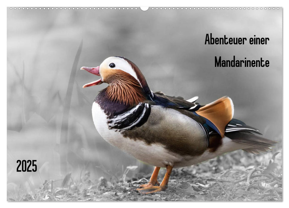 Abenteuer einer Mandarinente (CALVENDO Wandkalender 2025)