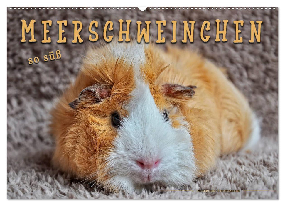 Meerschweinchen - so süß (CALVENDO Wandkalender 2025)