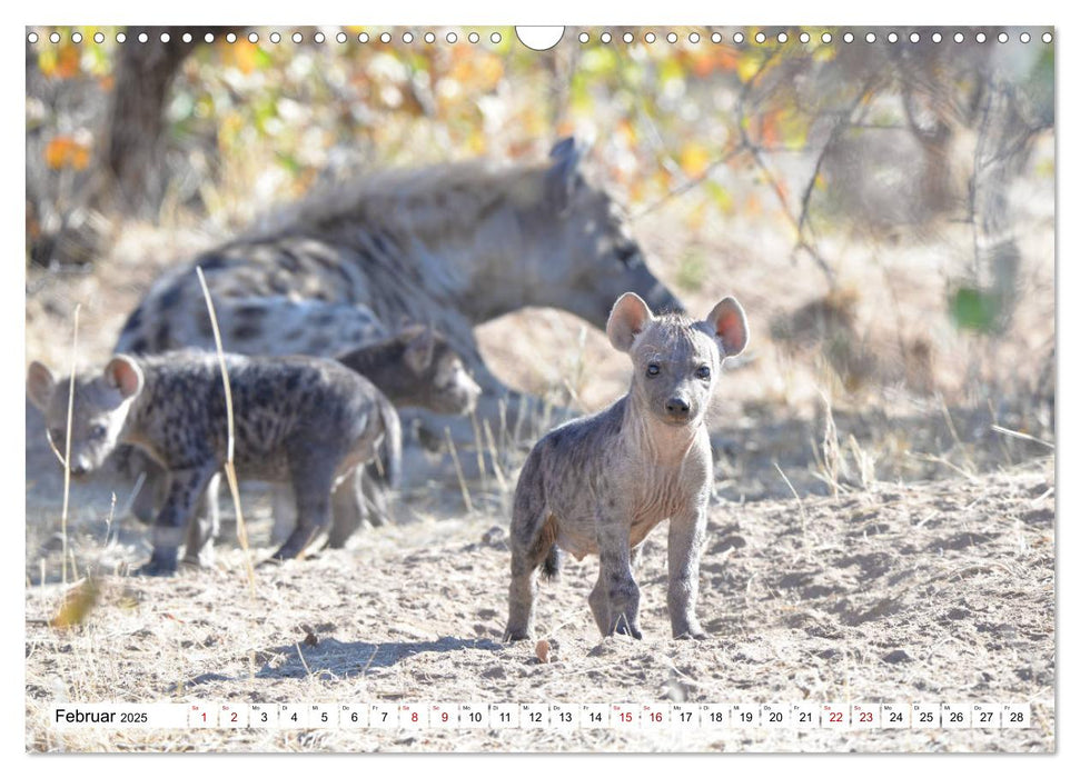 Hyänen - groß und klein (CALVENDO Wandkalender 2025)