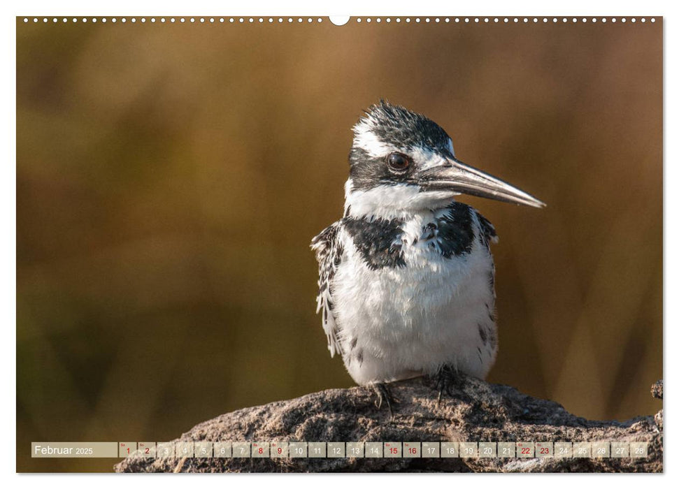 Chobe River - Eine spannende Flussfahrt in Botswana (CALVENDO Premium Wandkalender 2025)