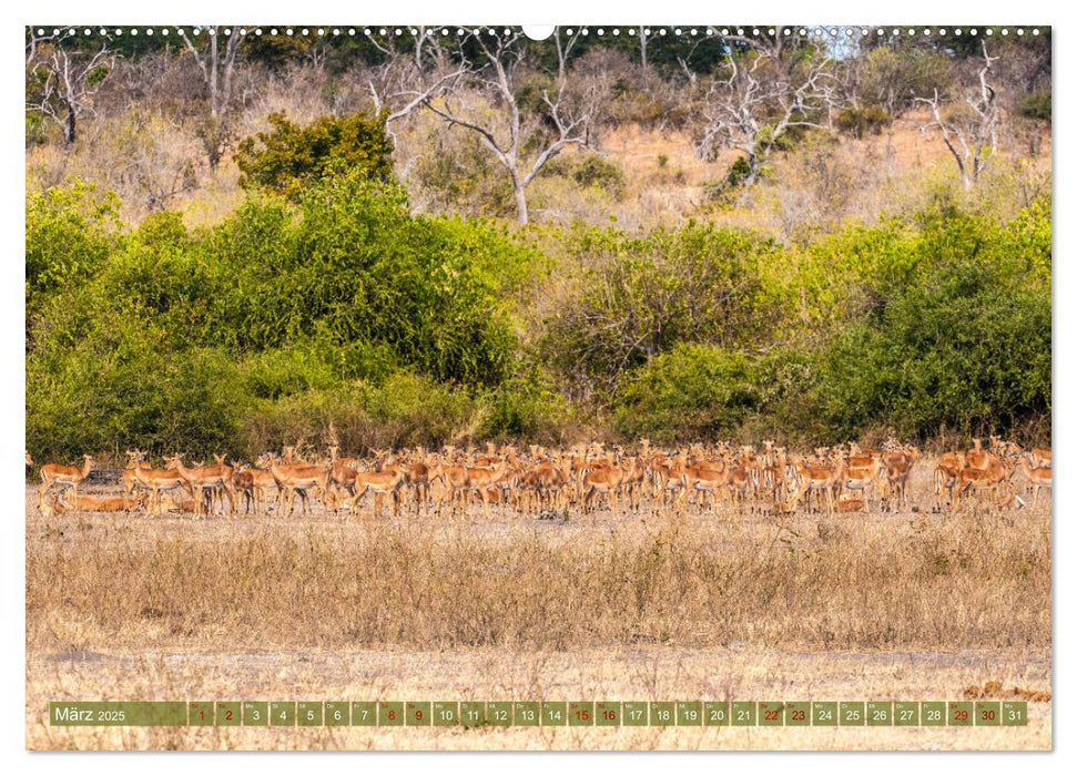 Chobe River - Eine spannende Flussfahrt in Botswana (CALVENDO Premium Wandkalender 2025)