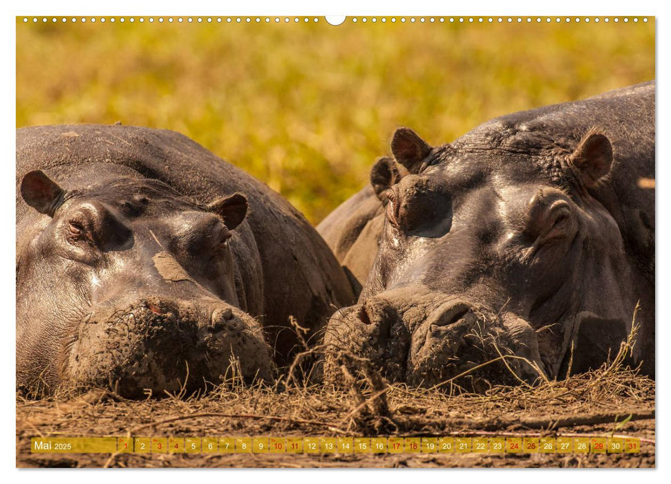 Chobe River - Eine spannende Flussfahrt in Botswana (CALVENDO Premium Wandkalender 2025)