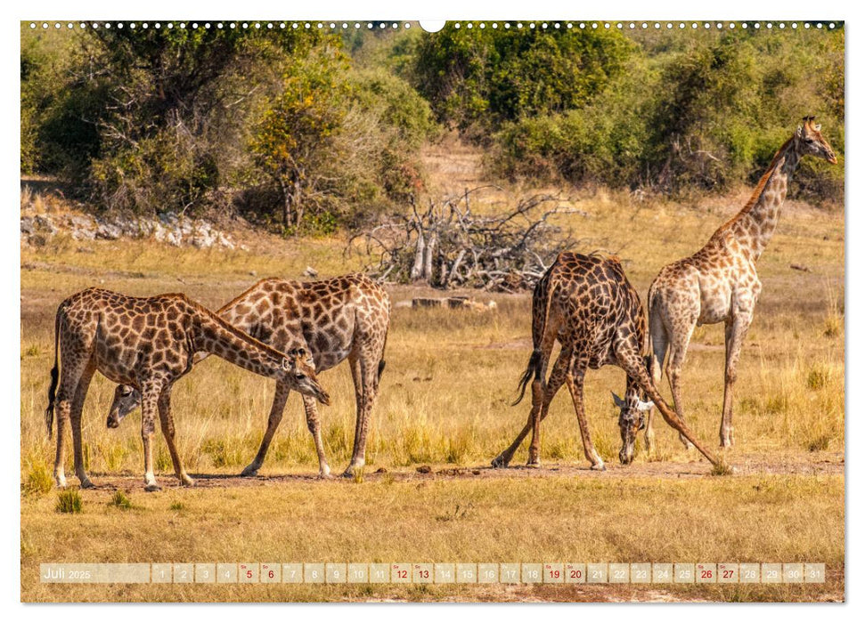 Chobe River - Eine spannende Flussfahrt in Botswana (CALVENDO Premium Wandkalender 2025)