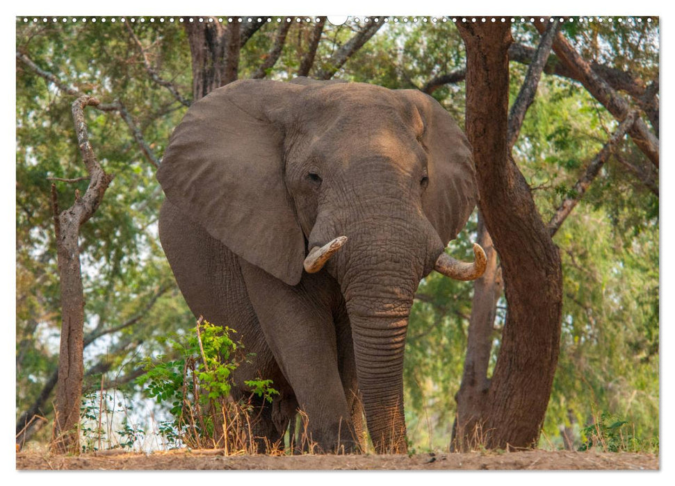 Elefanten in Afrika - Die mit den großen Ohren (CALVENDO Premium Wandkalender 2025)