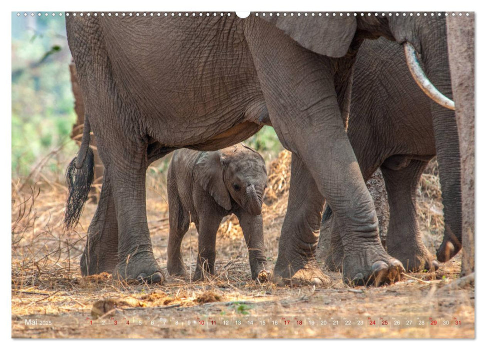 Elefanten in Afrika - Die mit den großen Ohren (CALVENDO Premium Wandkalender 2025)