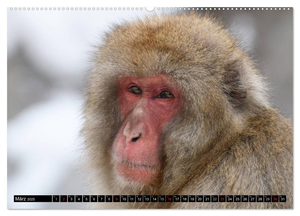 Schneeaffen im Jigokudani Nationalpark (CALVENDO Premium Wandkalender 2025)