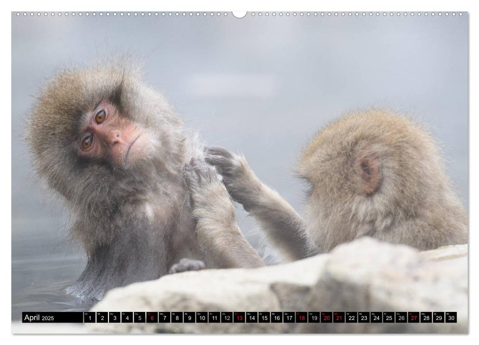 Schneeaffen im Jigokudani Nationalpark (CALVENDO Premium Wandkalender 2025)