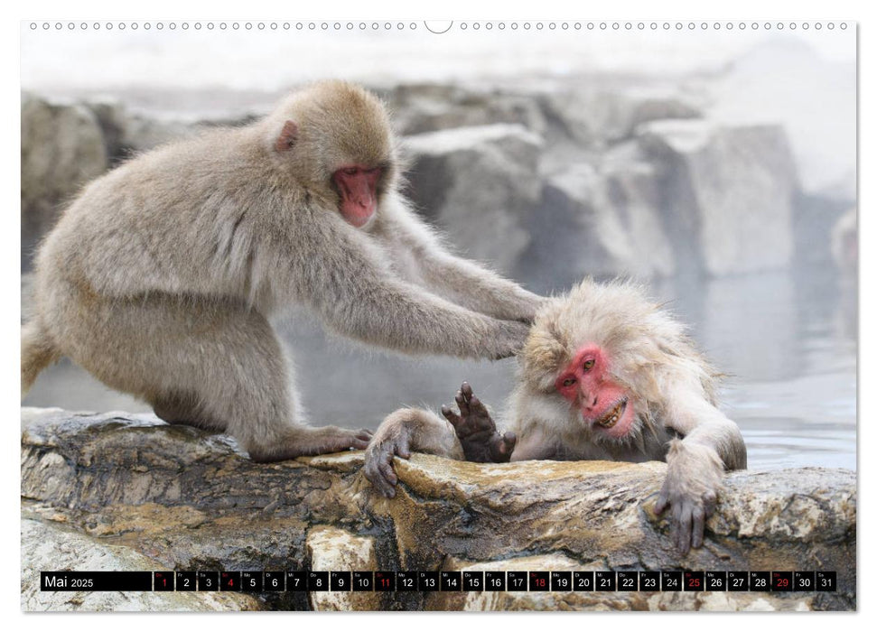 Schneeaffen im Jigokudani Nationalpark (CALVENDO Premium Wandkalender 2025)